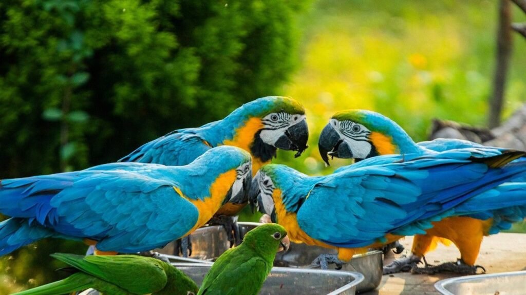 Bird Park and Chhatbir Zoo