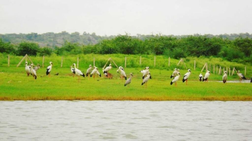Damdama Lake