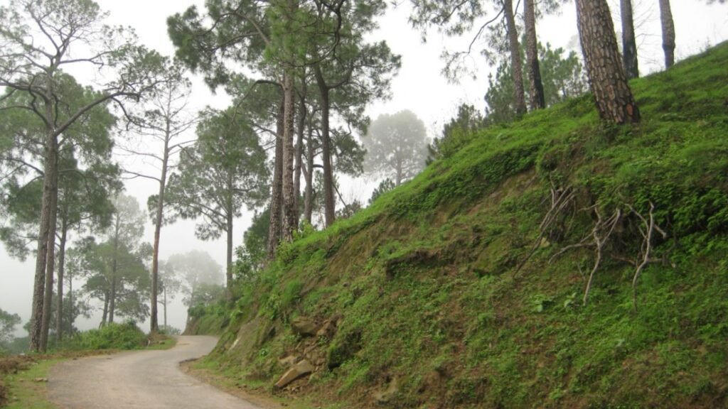The Forest Roads